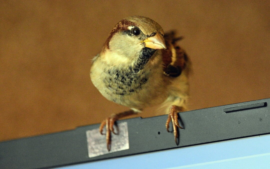 Twitter for Business: How to Craft Engaging Tweets That Drive Traffic to Your Website